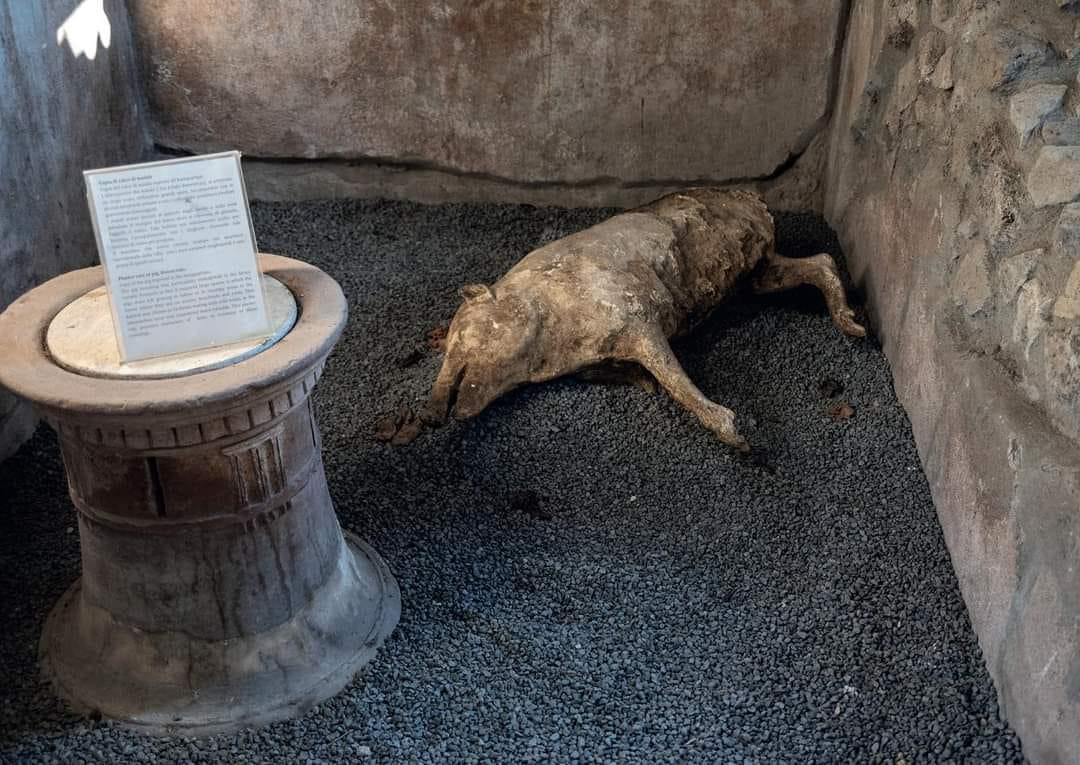 Il maialino nellalimentazione romana 2